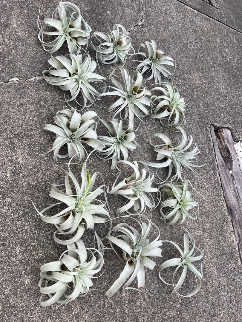 チランジア・キセログラフィカ15株…根っこ生え