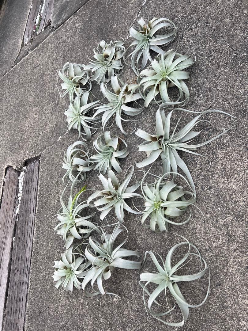 チランジア・キセログラフィカ15株…根っこ生え