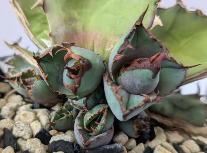 アガベ 白犀牛/トリケラトプス/triceratops　縦割り株