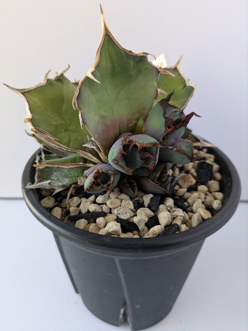 アガベ 白犀牛/トリケラトプス/triceratops　縦割り株