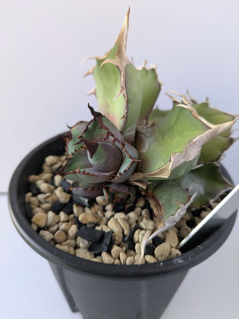 アガベ 白犀牛/トリケラトプス/triceratops　縦割り株