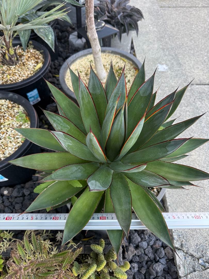 アガベ　ブルーグロー　大株