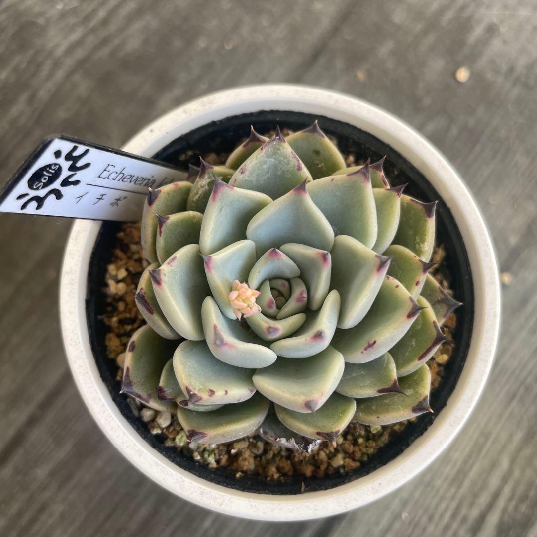 solis苗 イチボ　シューイチさん　札つき