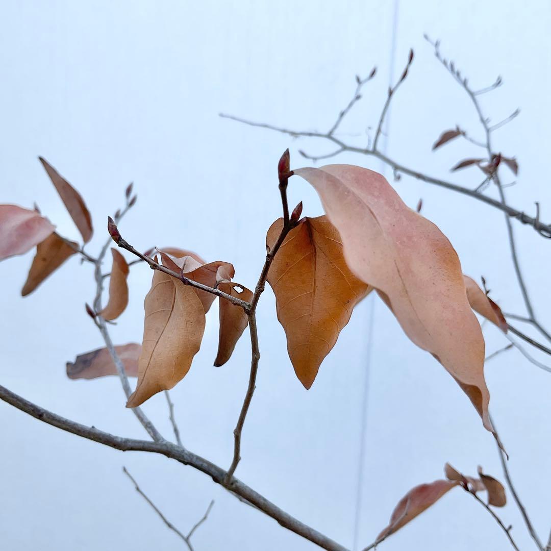 ヤマコウバシ/ 963