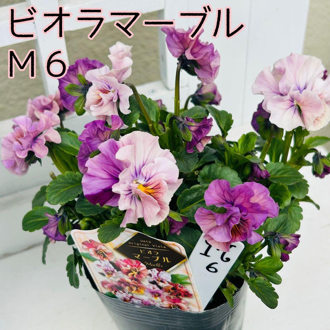 とも さま✼••セール中••✼Ｍ６♥ビオラマーブル♥毎年大人気