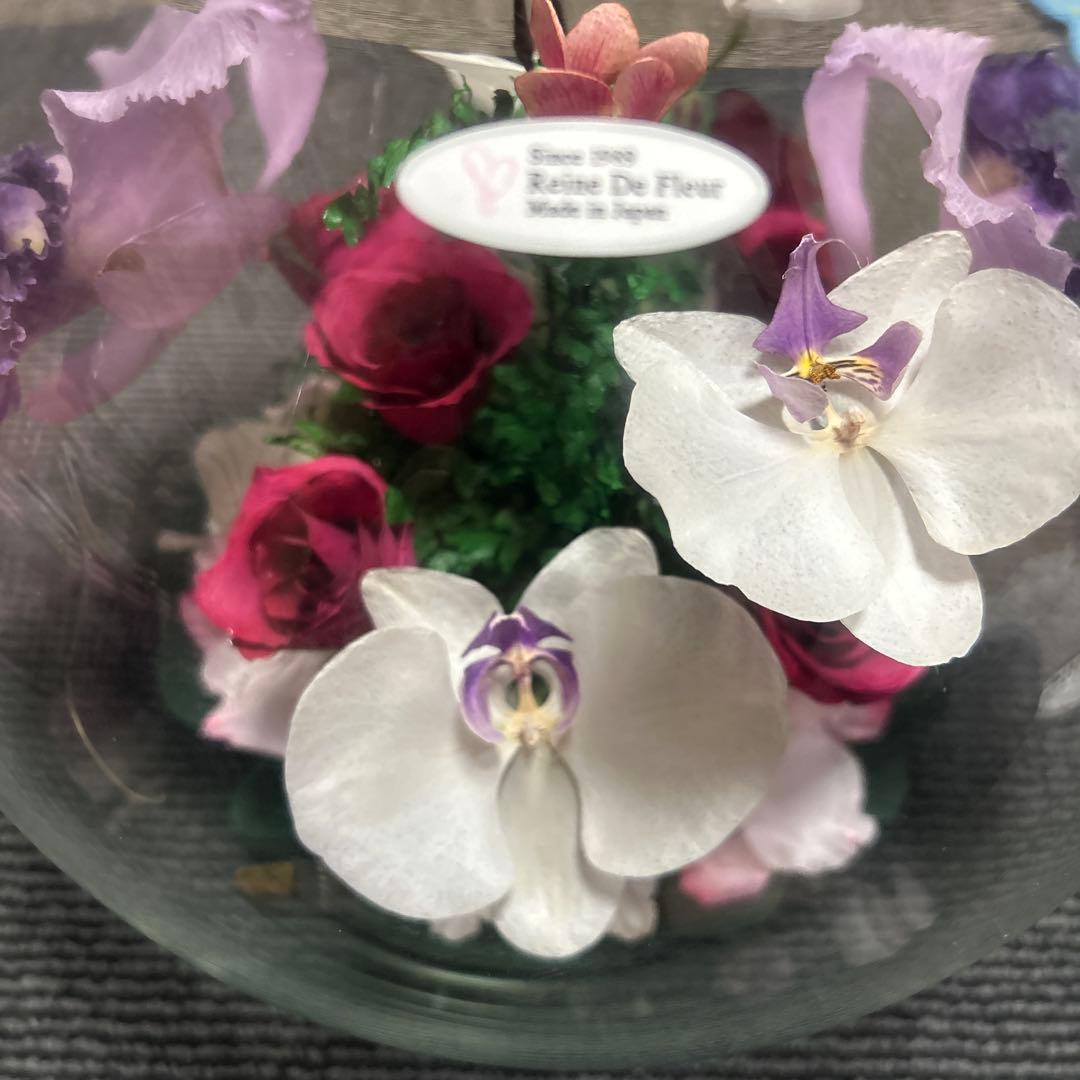 レンデフロール　大