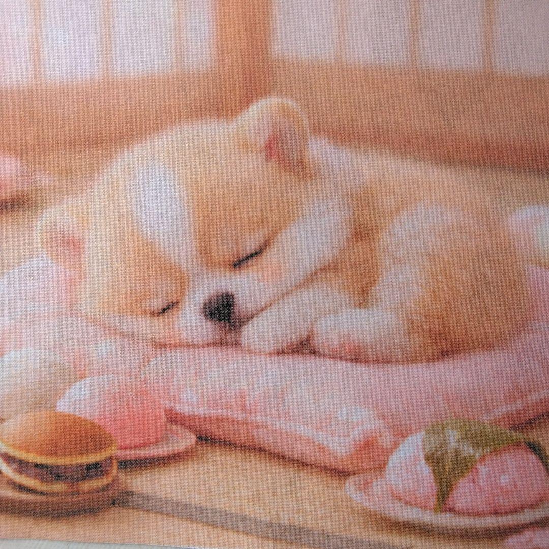 ☆受付☆パピヨン No.A