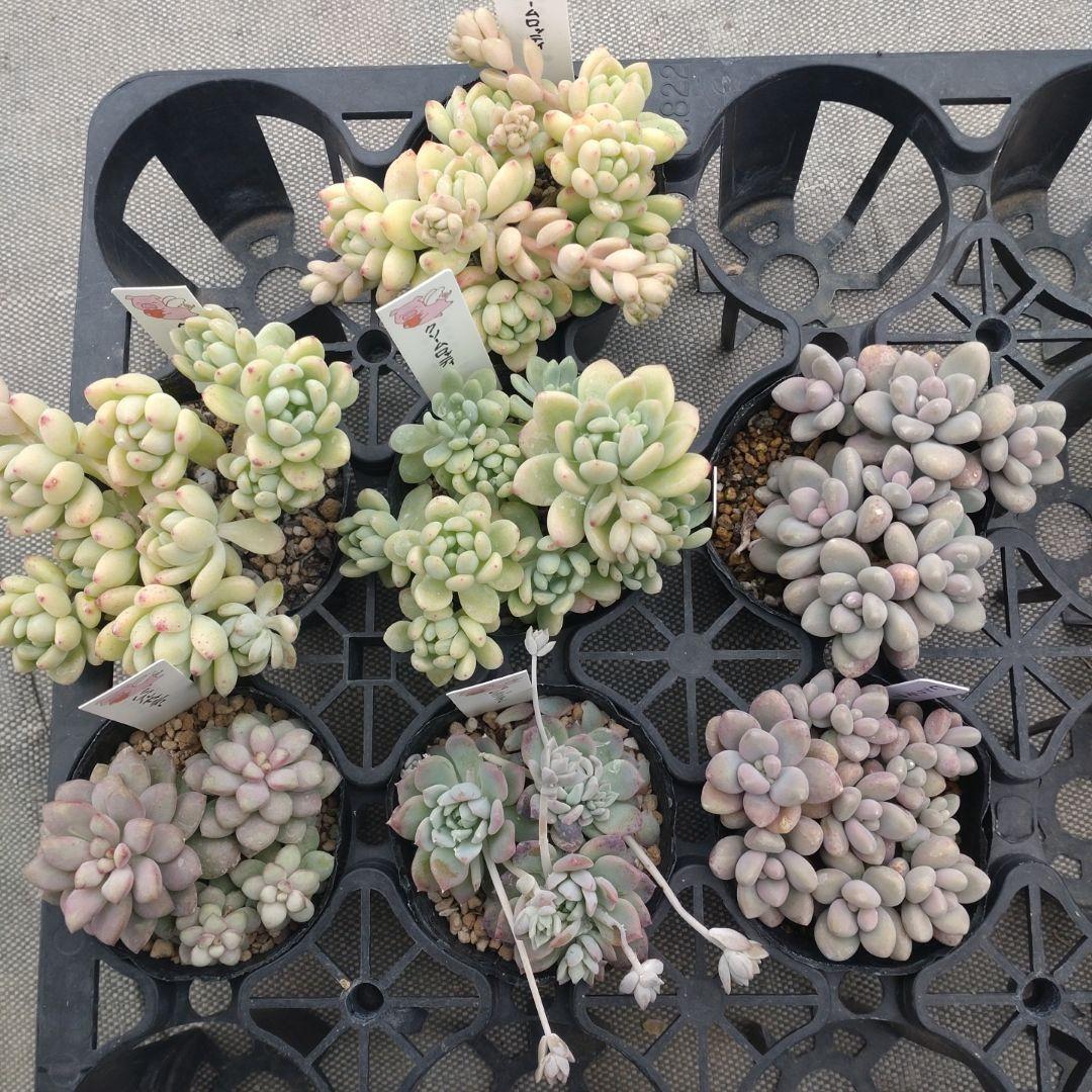 月曜待ち　okoさん専用