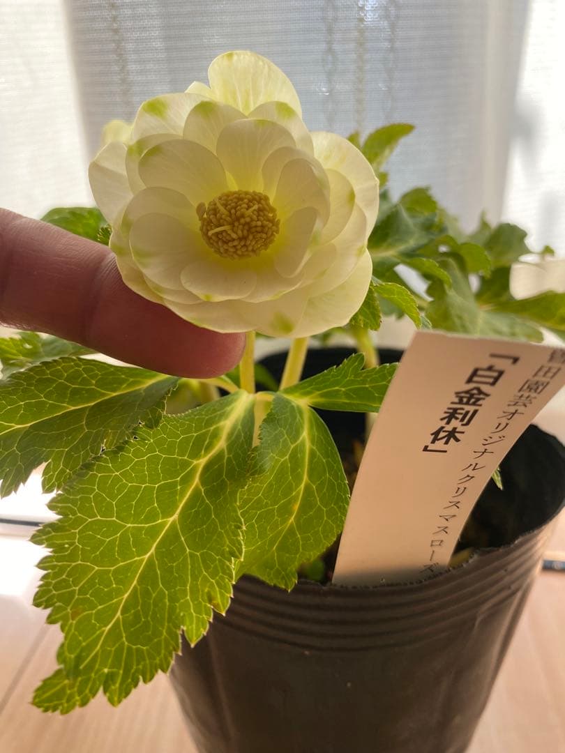 白金利休　曽田園芸