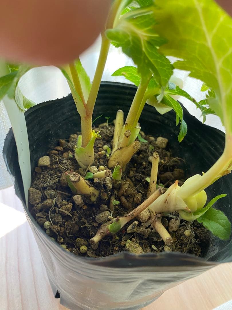 白金利休　曽田園芸