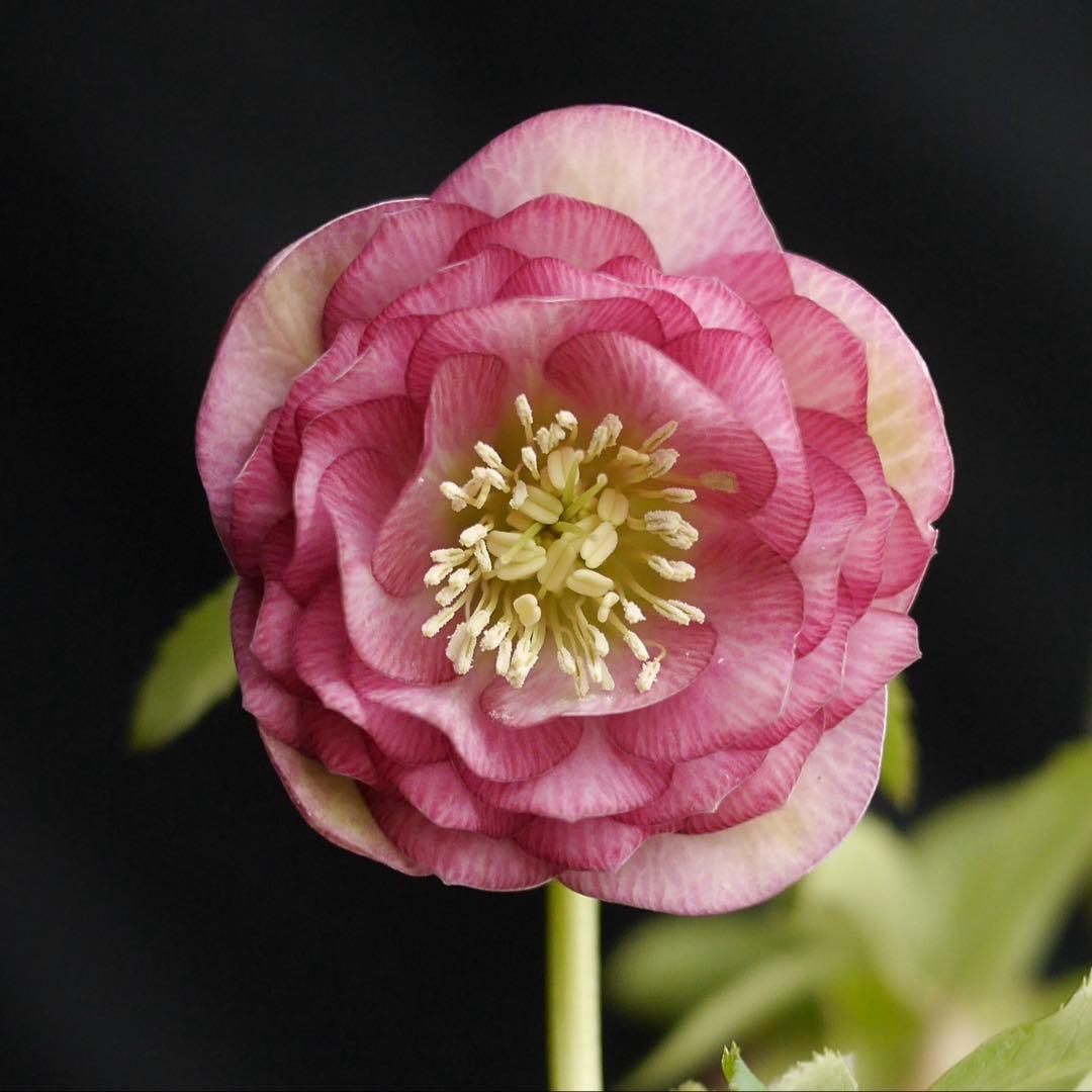 3305 多弁ピンクのグロッシー　クリスマスローズ　開花株