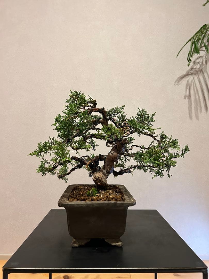 糸魚川真柏　盆栽　貴風盆栽　神舎利　捻転　樹齢約30年