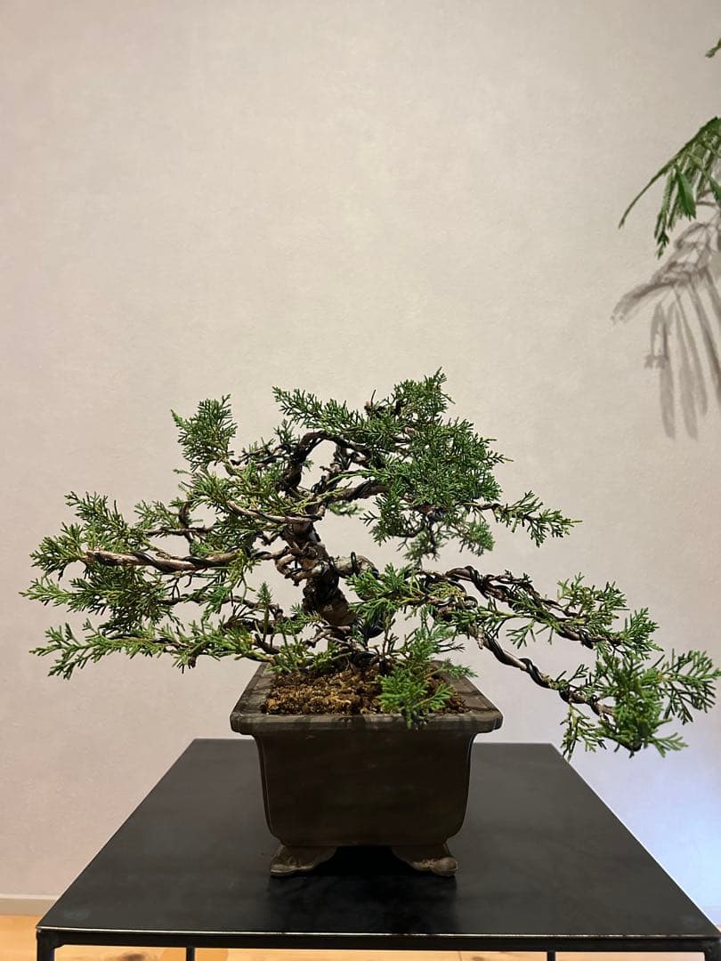 糸魚川真柏　盆栽　貴風盆栽　神舎利　捻転　樹齢約30年