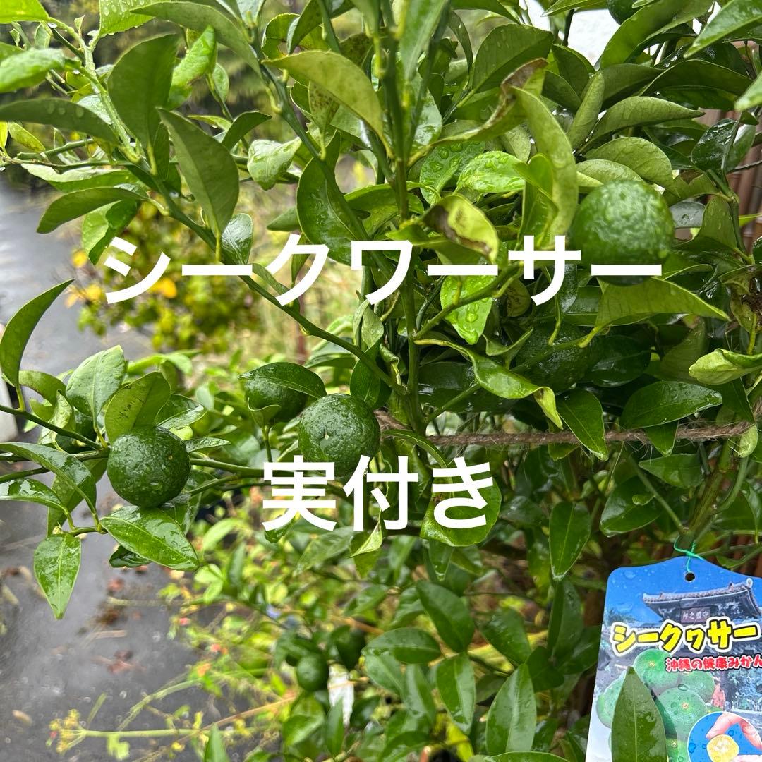みかんの木（未成熟果実付き）シークワーサー^_^