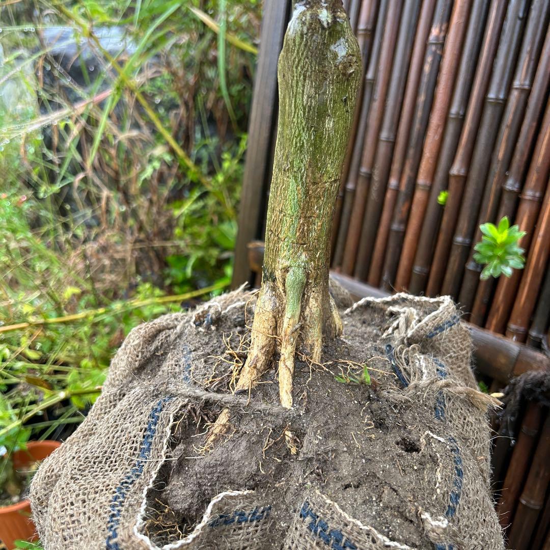 みかんの木（未成熟果実付き）シークワーサー^_^