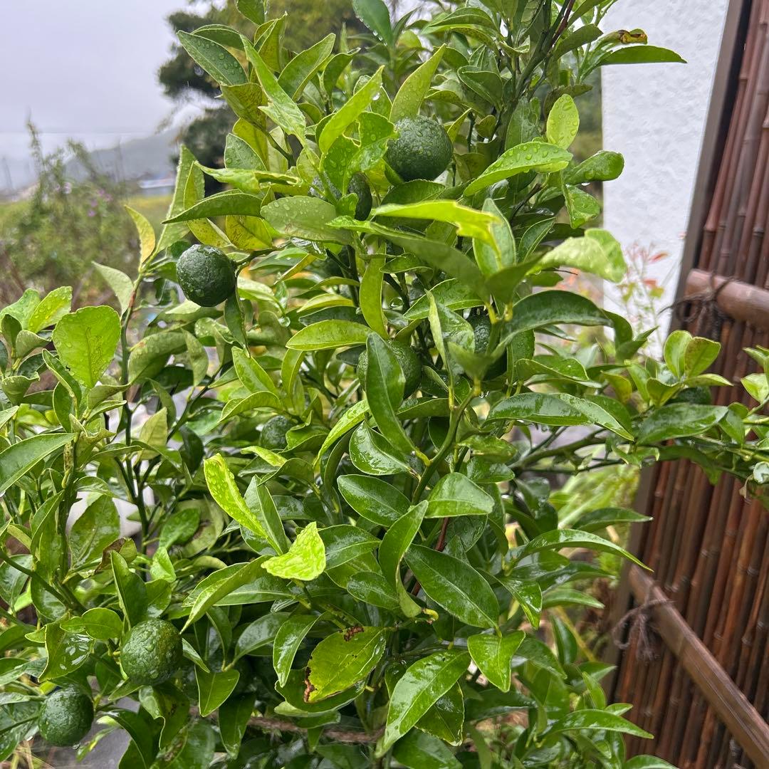 みかんの木（未成熟果実付き）シークワーサー^_^