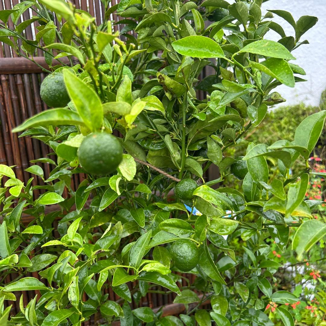 みかんの木（未成熟果実付き）シークワーサー^_^