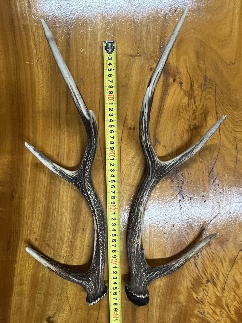 鹿のツノ