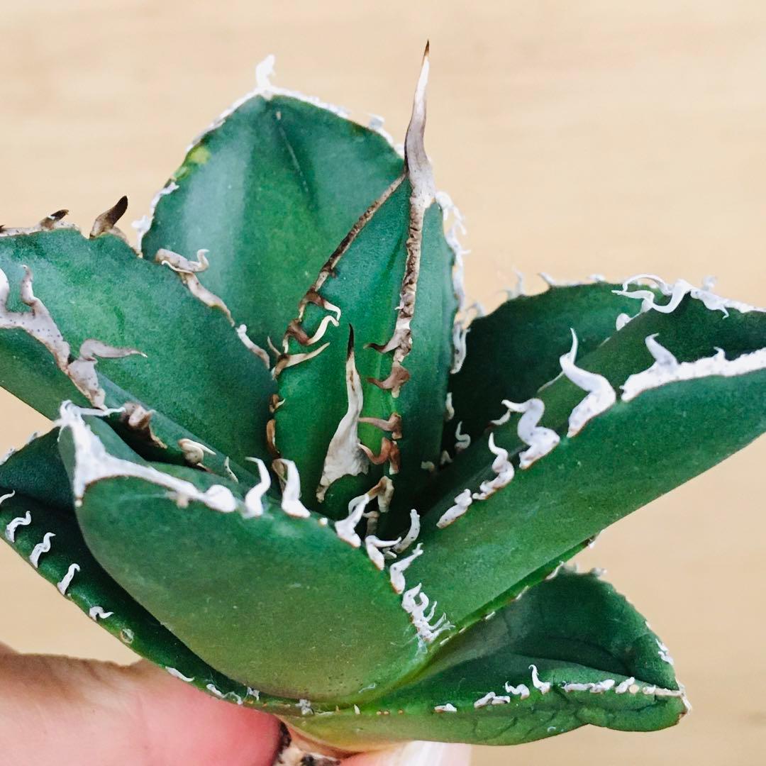 5-8 SAD 南アフリカダイヤモンド TC株 アガベ チタノタ