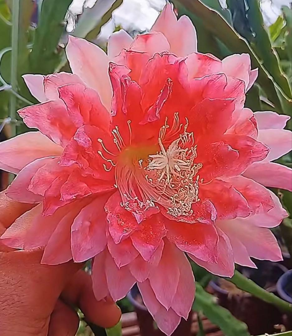 メル85316様　取り置き