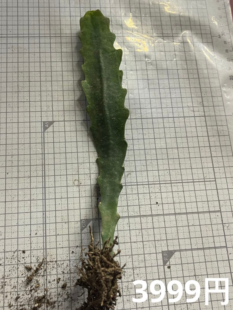 メル85316様　取り置き