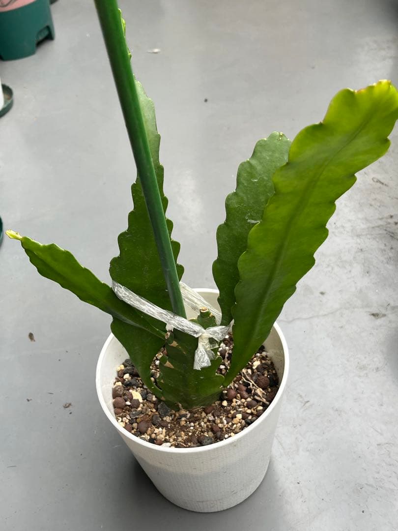 メル85316様　取り置き