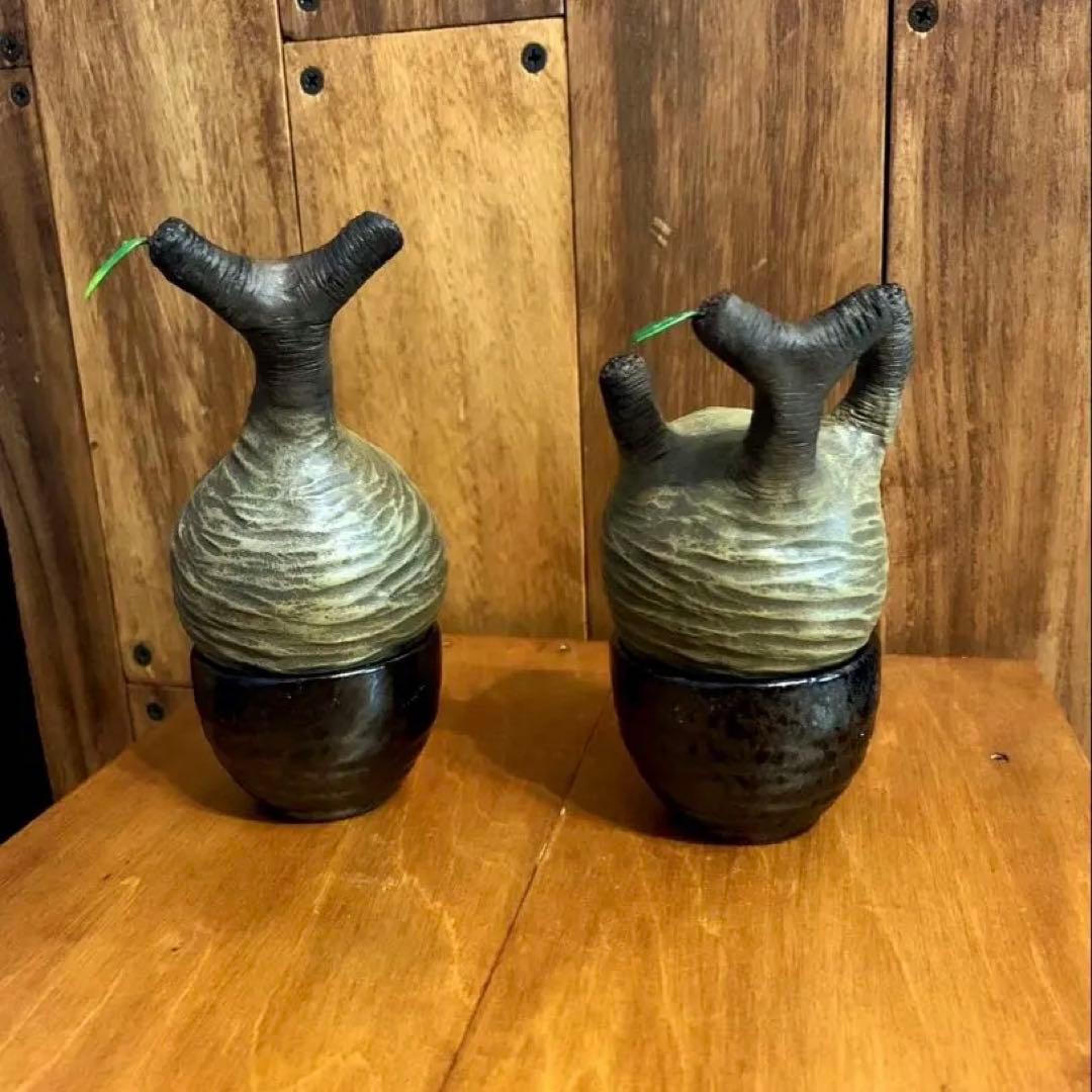 yasuo noto　パキポーズ　グラキリス