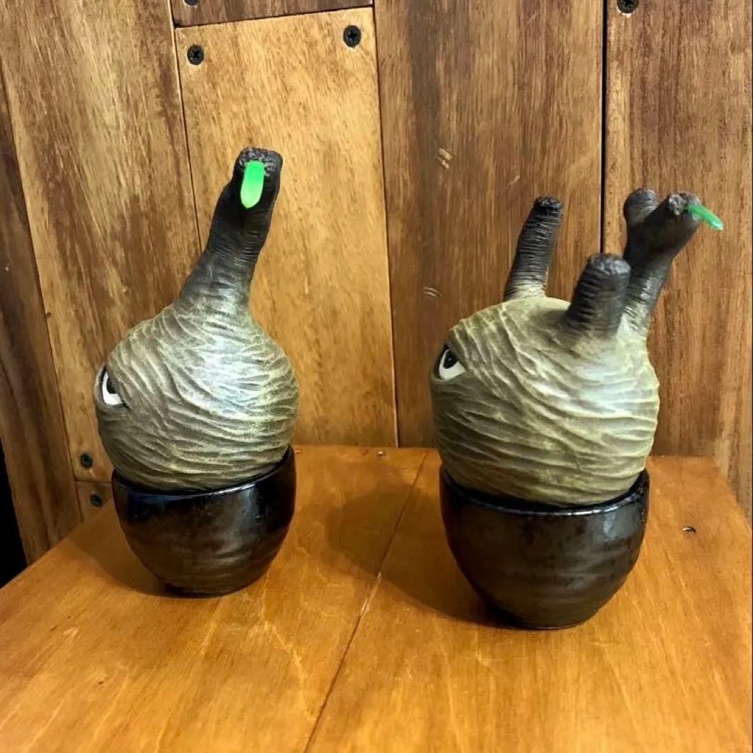 yasuo noto　パキポーズ　グラキリス