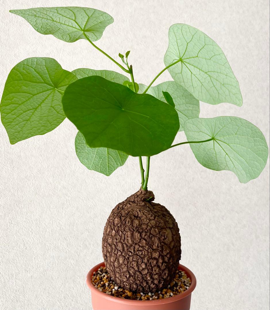 【超大株/塊根植物】ステファニア スベローサ 鉢植え ②