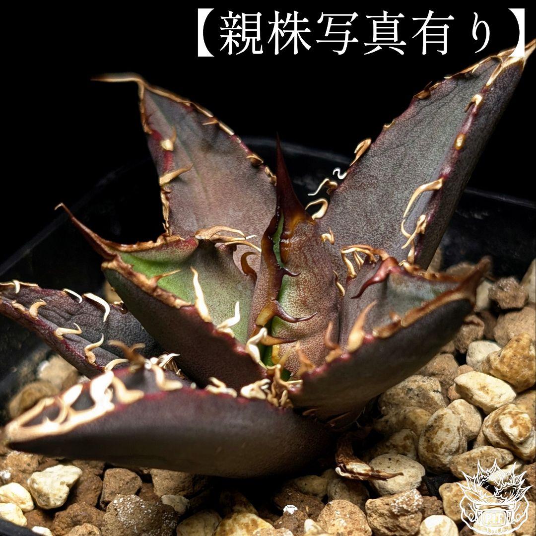 【Berlin産　超優良血統】\