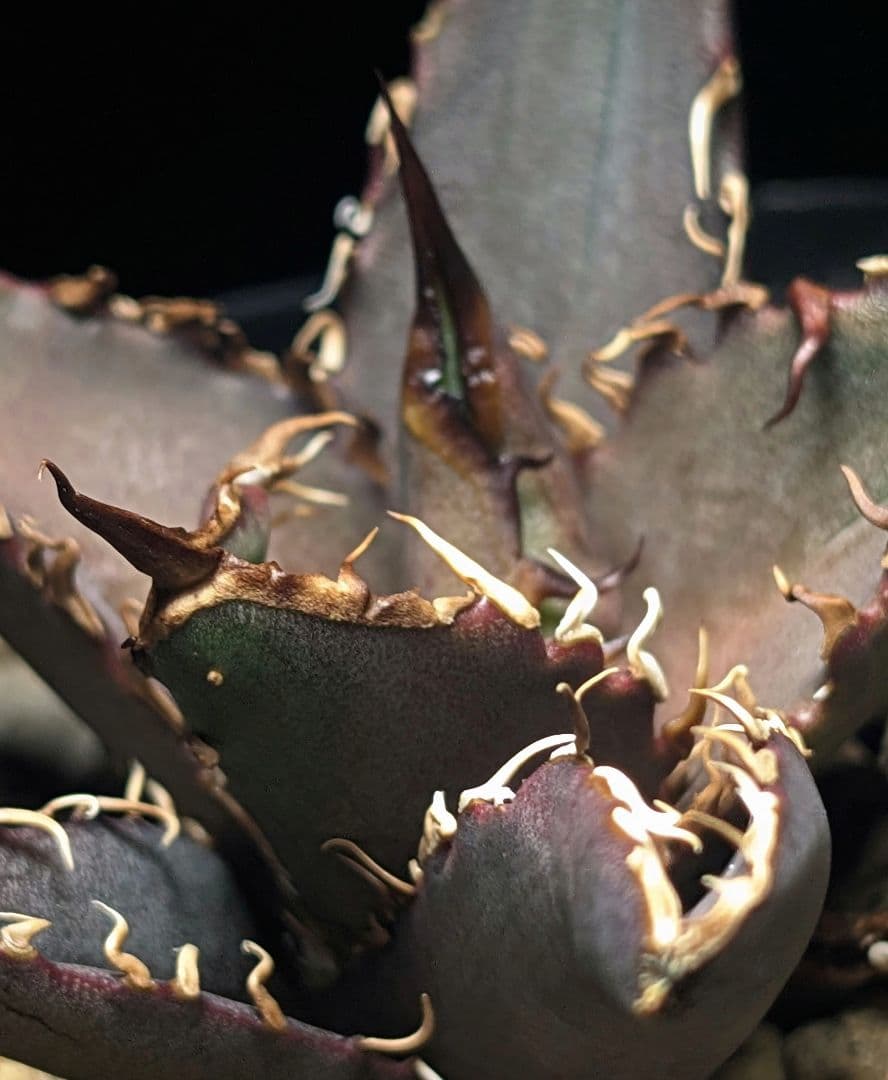 【Berlin産　超優良血統】\"チーター ／猟豹\"　子株出品