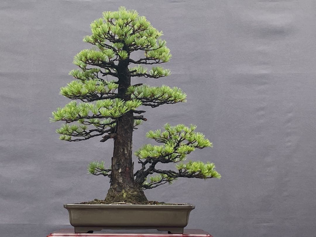 三河盆栽　持ち込み古い極古五葉松　貴重　東海地方の超名門出身の盆栽