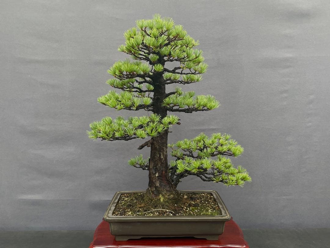 三河盆栽　持ち込み古い極古五葉松　貴重　東海地方の超名門出身の盆栽
