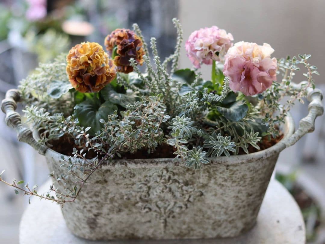 ❁⃘ローブドゥアントワネット ロココ2株とカラーリーフの寄植え❁⃘ブリキ