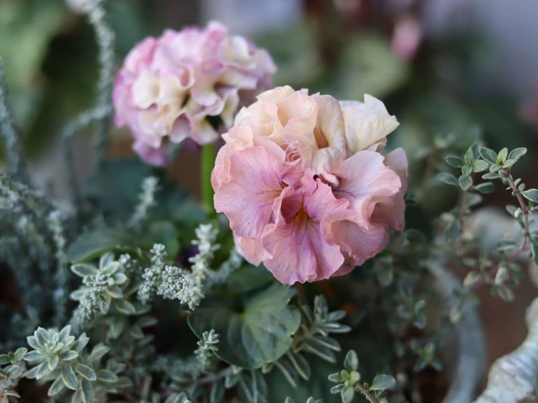 ❁⃘ローブドゥアントワネット ロココ2株とカラーリーフの寄植え❁⃘ブリキ