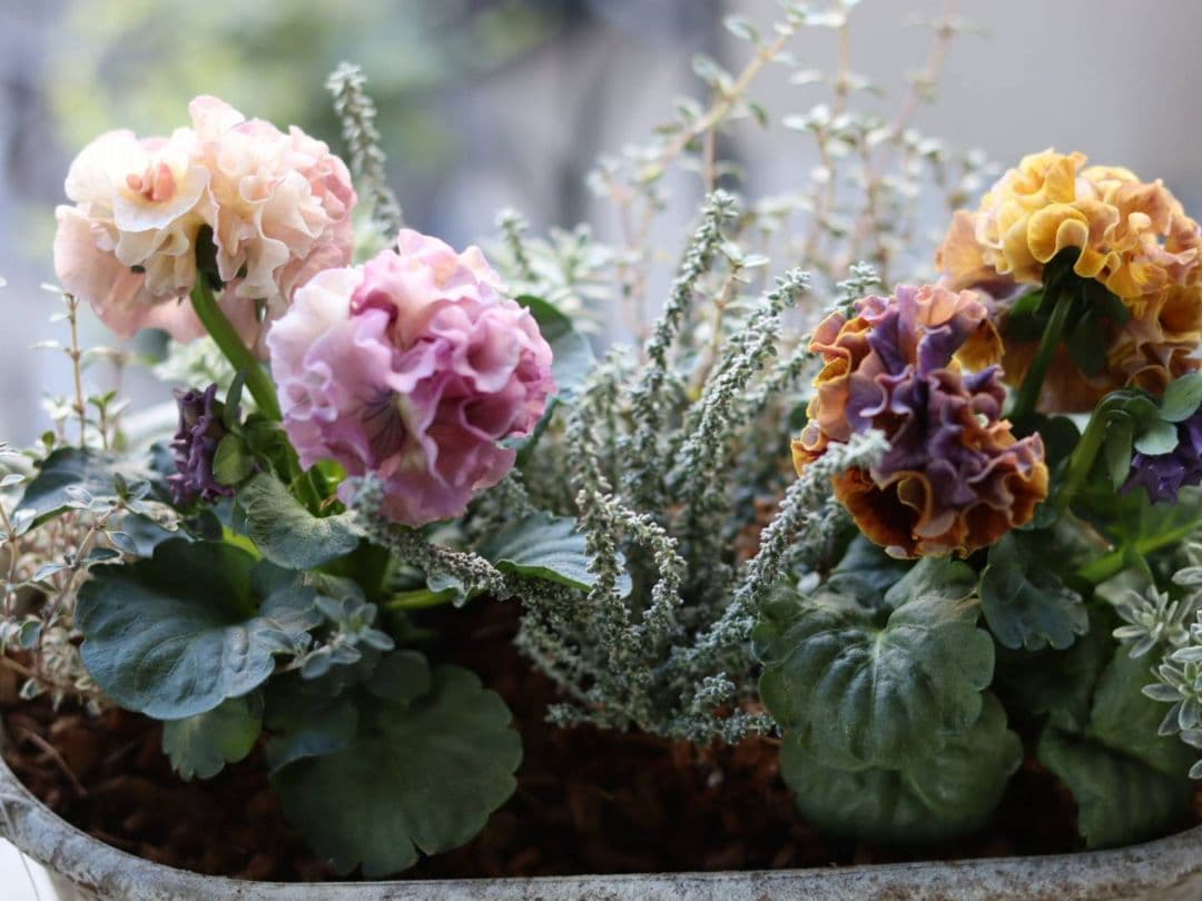 ❁⃘ローブドゥアントワネット ロココ2株とカラーリーフの寄植え❁⃘ブリキ