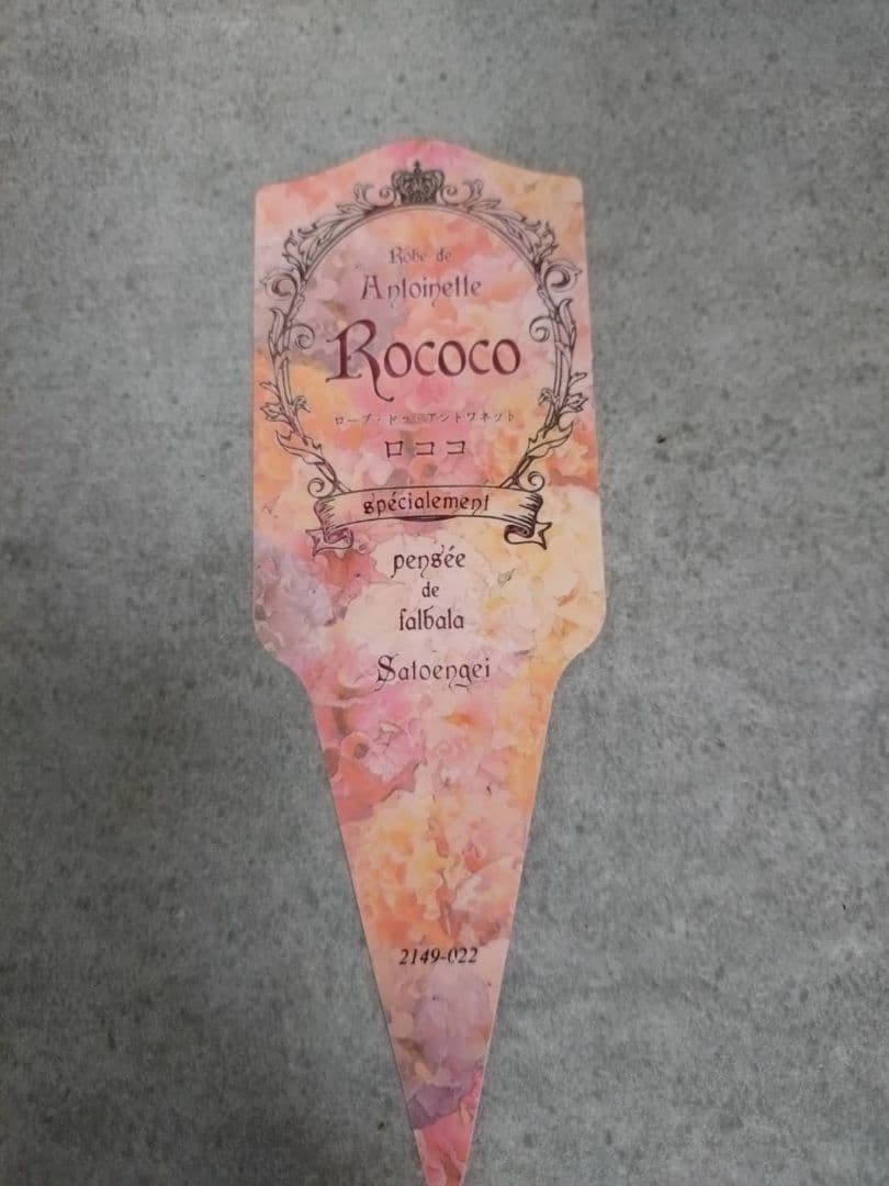 ❁⃘ローブドゥアントワネット ロココ2株とカラーリーフの寄植え❁⃘ブリキ