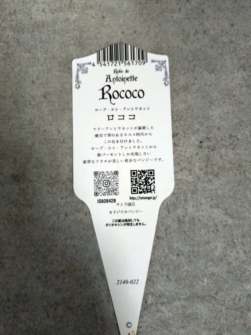 ❁⃘ローブドゥアントワネット ロココ2株とカラーリーフの寄植え❁⃘ブリキ