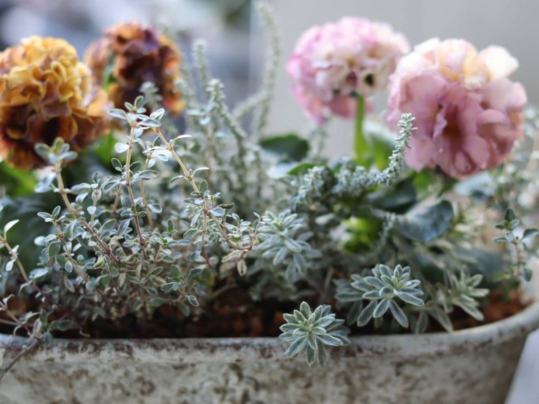 ❁⃘ローブドゥアントワネット ロココ2株とカラーリーフの寄植え❁⃘ブリキ