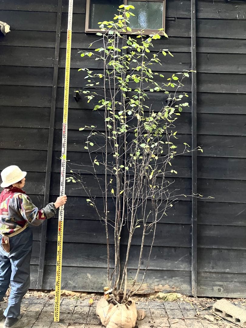 3 山採り　アズキナシ