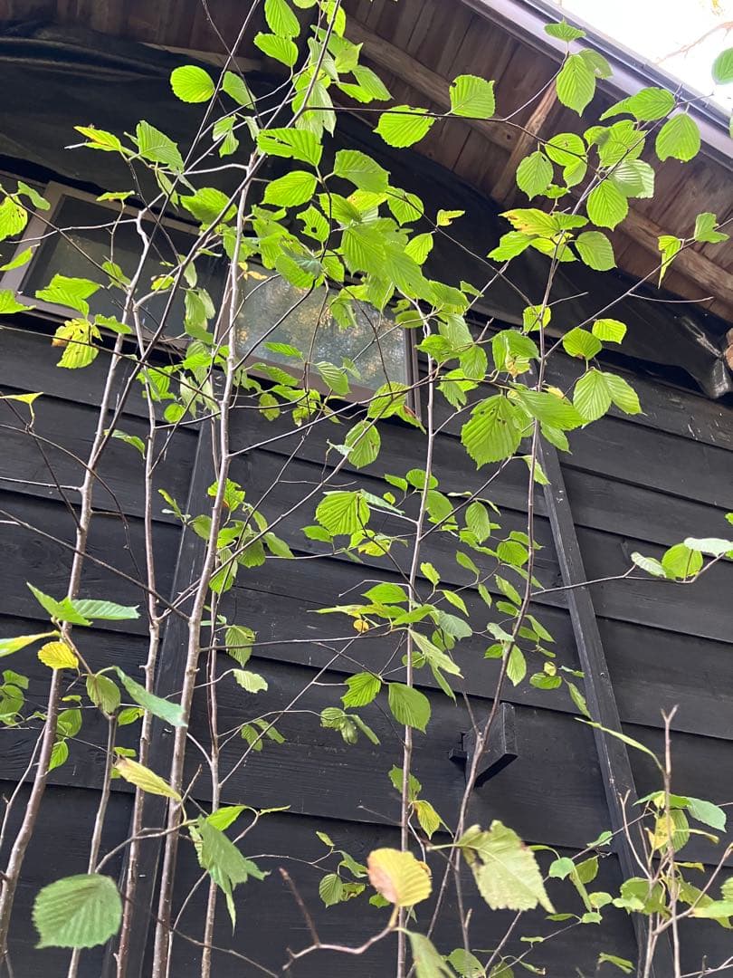 3 山採り　アズキナシ