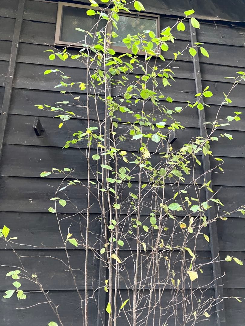 3 山採り　アズキナシ