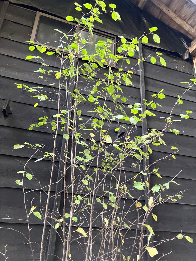 3 山採り　アズキナシ