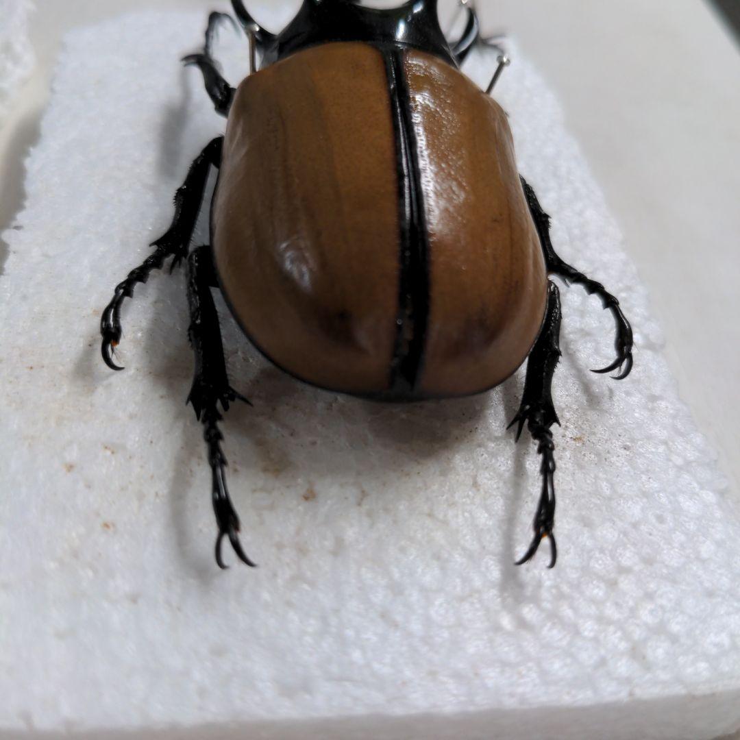 クワガタ、カブト虫標本セット