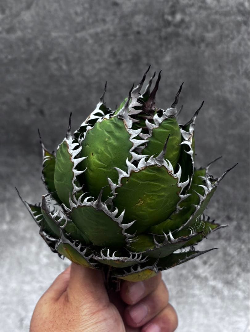 む*ら様 アガベ・チタノタ・【特選】ホリダ・極上強刺・球状株・コレクション株