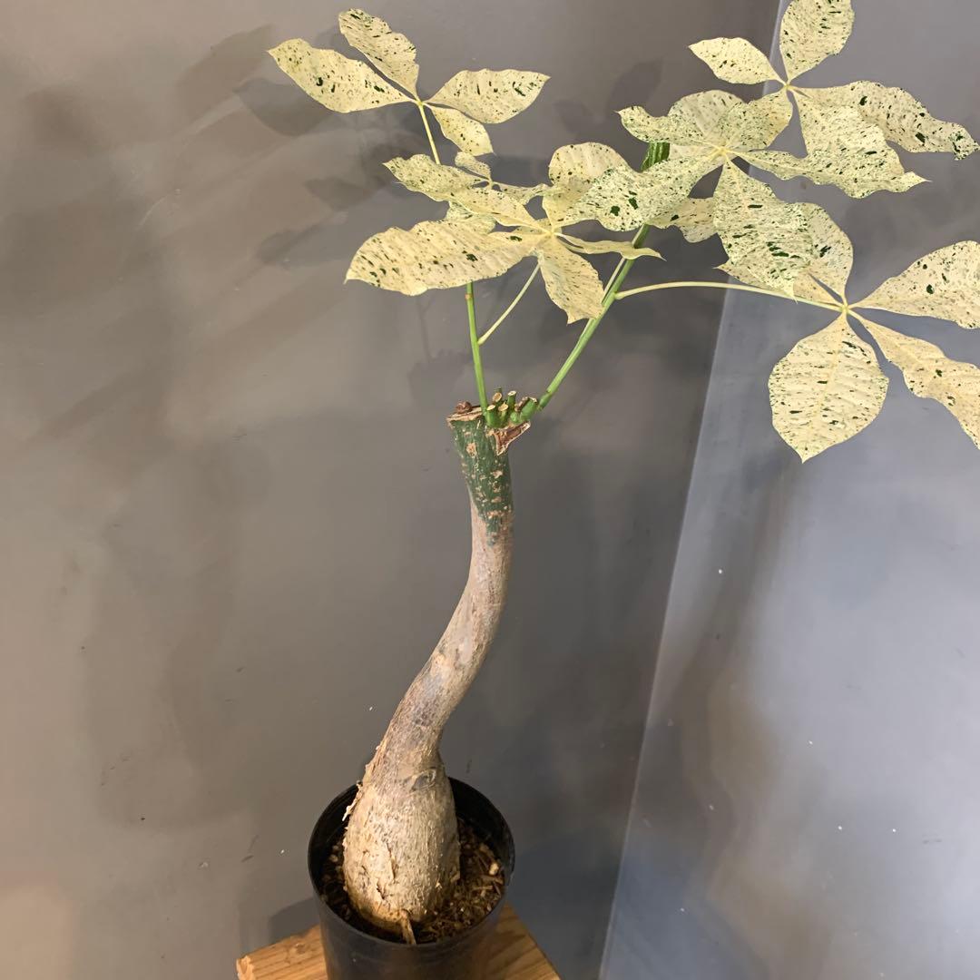 パキラ ミルキーウェイ 3