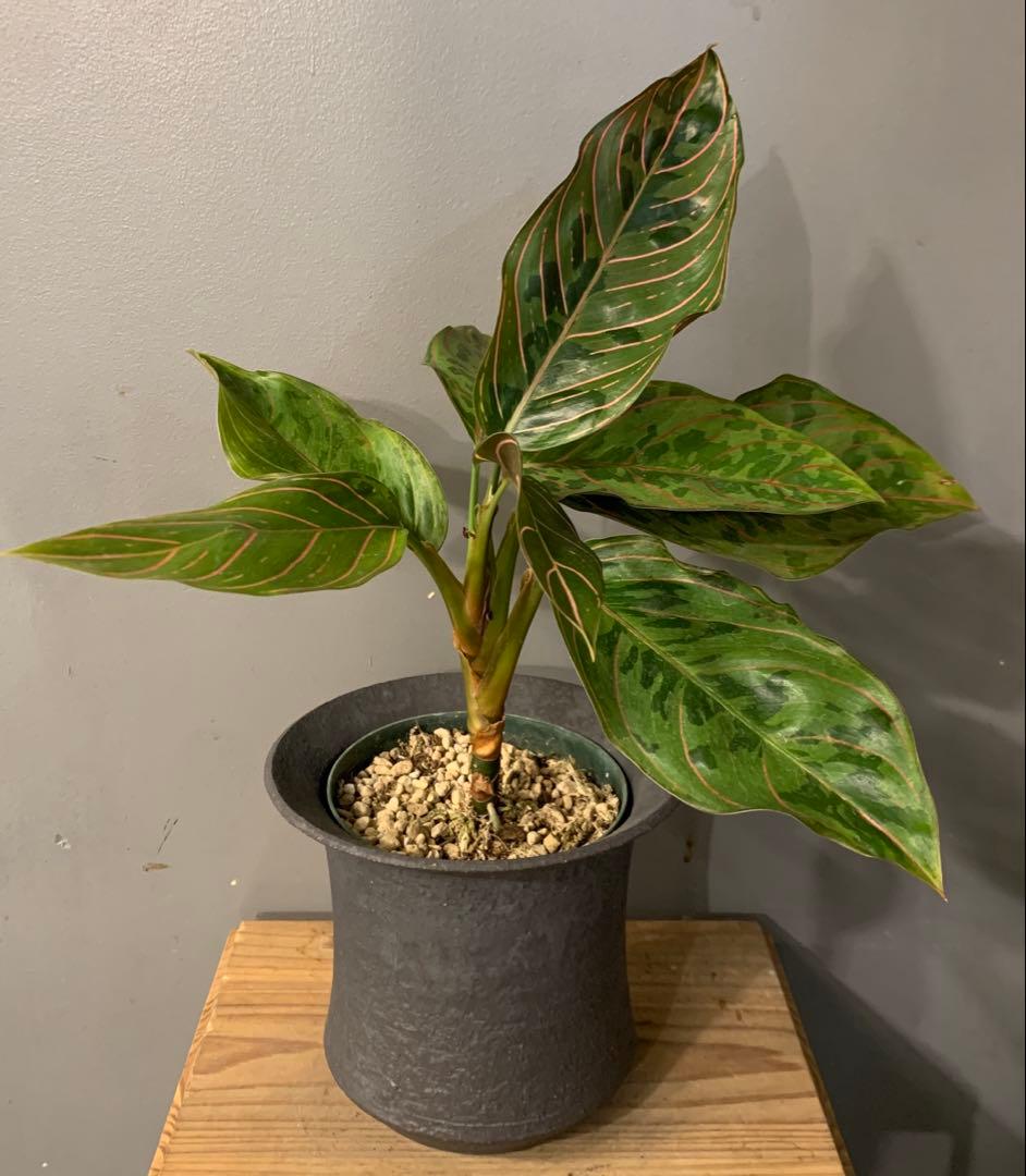 アグラオネマ レッドアーミー 陶器鉢