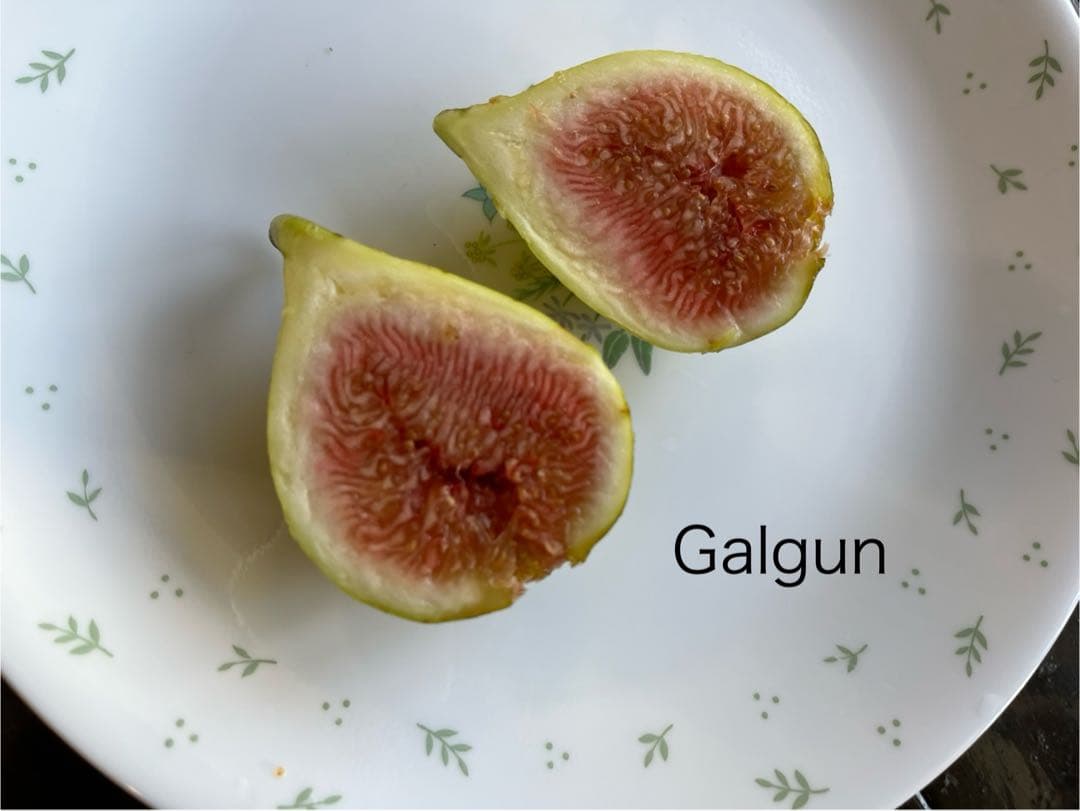 イチジク穂木色々