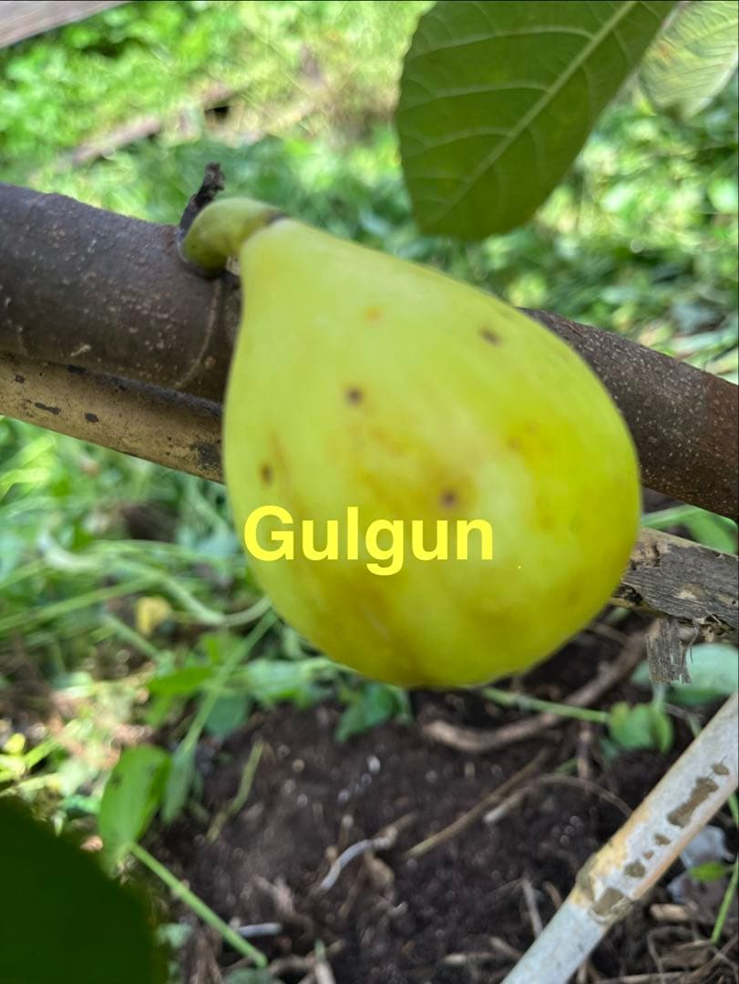 イチジク穂木色々