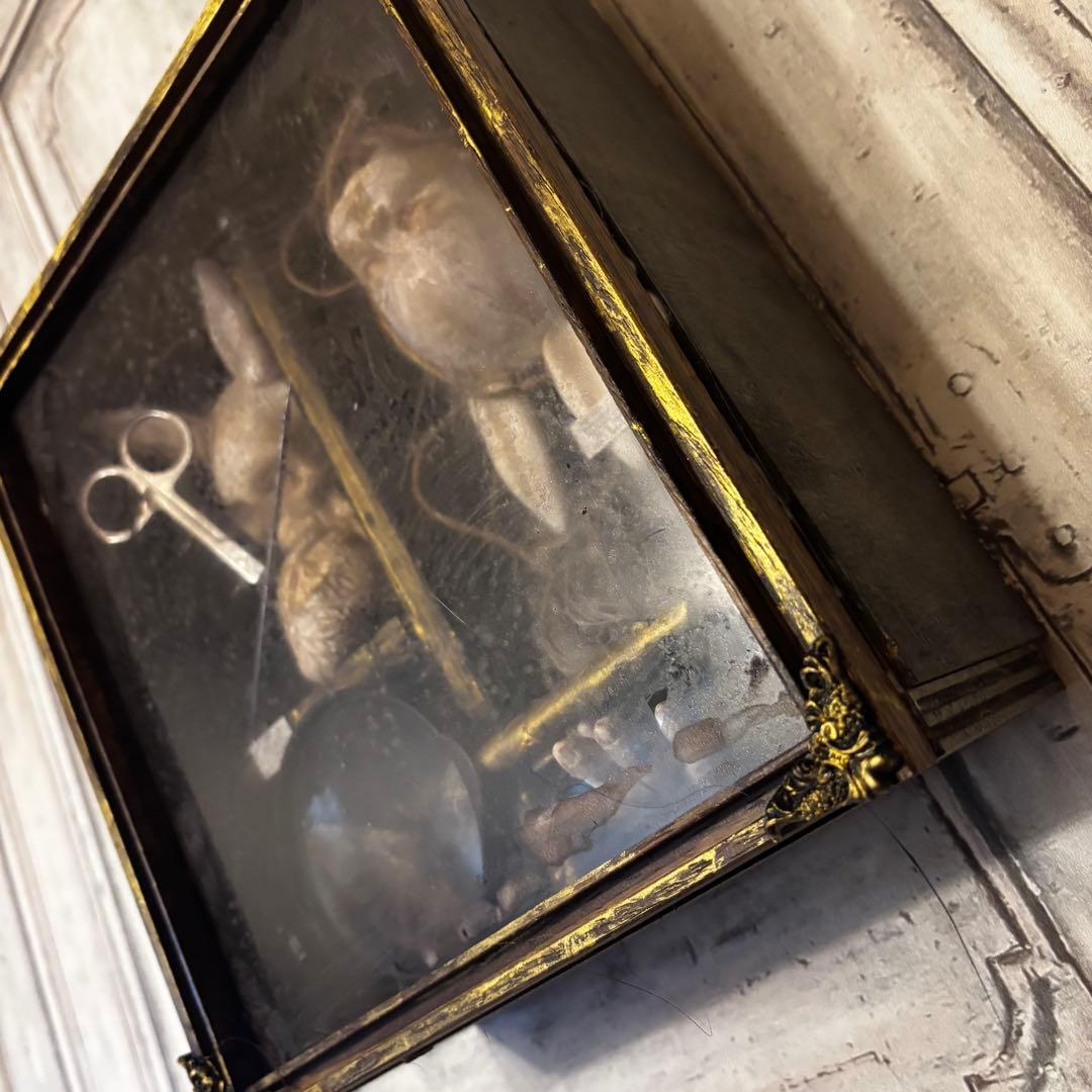 【Special Price】 異端収集者の秘密の標本箱（ウサギ）